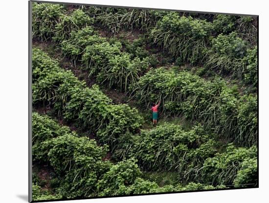 Female Farm Worker Picks Up Dragon Fruit in Ticuantepe, Nicaragua, September 26, 2006-Esteban Felix-Mounted Photographic Print