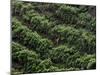 Female Farm Worker Picks Up Dragon Fruit in Ticuantepe, Nicaragua, September 26, 2006-Esteban Felix-Mounted Photographic Print