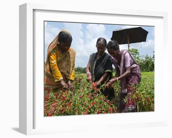 Female Farmer Harvesting Red Chili, Koch Bihar, West Bengal, India, Asia-Eitan Simanor-Framed Photographic Print