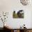 Female Farmer Harvesting Red Chili, Koch Bihar, West Bengal, India, Asia-Eitan Simanor-Photographic Print displayed on a wall