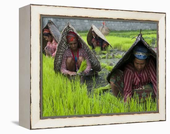 Female Farmers at Work in Rice Nursery, with Rain Protection, Annapurna Area, Pokhara, Nepal, Asia-Eitan Simanor-Framed Premier Image Canvas