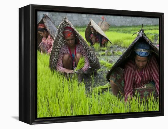 Female Farmers at Work in Rice Nursery, with Rain Protection, Annapurna Area, Pokhara, Nepal, Asia-Eitan Simanor-Framed Premier Image Canvas