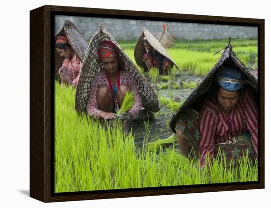 Female Farmers at Work in Rice Nursery, with Rain Protection, Annapurna Area, Pokhara, Nepal, Asia-Eitan Simanor-Framed Premier Image Canvas
