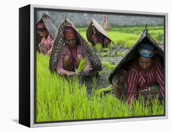 Female Farmers at Work in Rice Nursery, with Rain Protection, Annapurna Area, Pokhara, Nepal, Asia-Eitan Simanor-Framed Premier Image Canvas