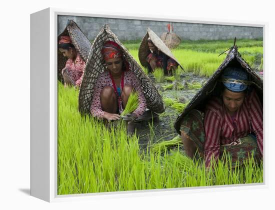 Female Farmers at Work in Rice Nursery, with Rain Protection, Annapurna Area, Pokhara, Nepal, Asia-Eitan Simanor-Framed Premier Image Canvas