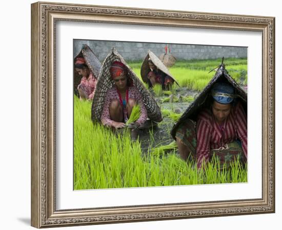 Female Farmers at Work in Rice Nursery, with Rain Protection, Annapurna Area, Pokhara, Nepal, Asia-Eitan Simanor-Framed Photographic Print