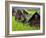 Female Farmers at Work in Rice Nursery, with Rain Protection, Annapurna Area, Pokhara, Nepal, Asia-Eitan Simanor-Framed Photographic Print