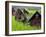 Female Farmers at Work in Rice Nursery, with Rain Protection, Annapurna Area, Pokhara, Nepal, Asia-Eitan Simanor-Framed Photographic Print