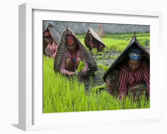 Female Farmers at Work in Rice Nursery, with Rain Protection, Annapurna Area, Pokhara, Nepal, Asia-Eitan Simanor-Framed Photographic Print