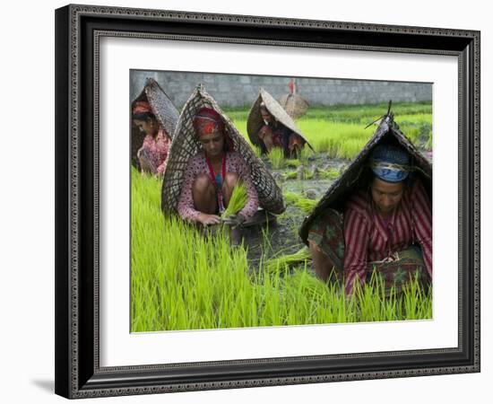 Female Farmers at Work in Rice Nursery, with Rain Protection, Annapurna Area, Pokhara, Nepal, Asia-Eitan Simanor-Framed Photographic Print