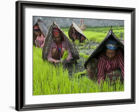 Female Farmers at Work in Rice Nursery, with Rain Protection, Annapurna Area, Pokhara, Nepal, Asia-Eitan Simanor-Framed Photographic Print