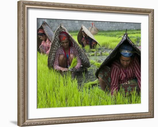 Female Farmers at Work in Rice Nursery, with Rain Protection, Annapurna Area, Pokhara, Nepal, Asia-Eitan Simanor-Framed Photographic Print