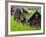 Female Farmers at Work in Rice Nursery, with Rain Protection, Annapurna Area, Pokhara, Nepal, Asia-Eitan Simanor-Framed Photographic Print