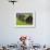 Female Farmers at Work in Rice Nursery, with Rain Protection, Annapurna Area, Pokhara, Nepal, Asia-Eitan Simanor-Framed Photographic Print displayed on a wall