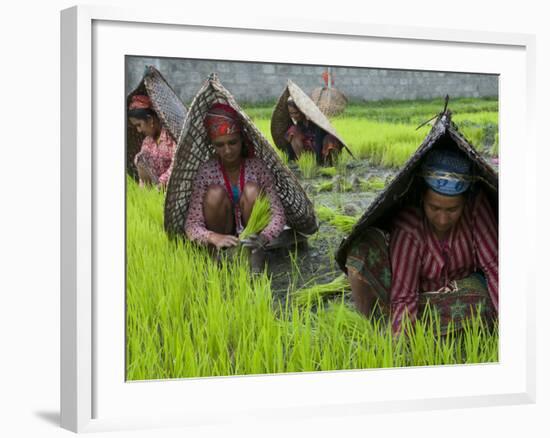 Female Farmers at Work in Rice Nursery, with Rain Protection, Annapurna Area, Pokhara, Nepal, Asia-Eitan Simanor-Framed Photographic Print