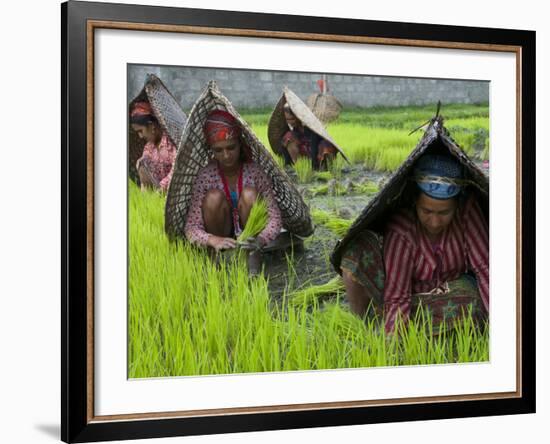 Female Farmers at Work in Rice Nursery, with Rain Protection, Annapurna Area, Pokhara, Nepal, Asia-Eitan Simanor-Framed Photographic Print