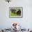 Female Farmers at Work in Rice Nursery, with Rain Protection, Annapurna Area, Pokhara, Nepal, Asia-Eitan Simanor-Framed Photographic Print displayed on a wall