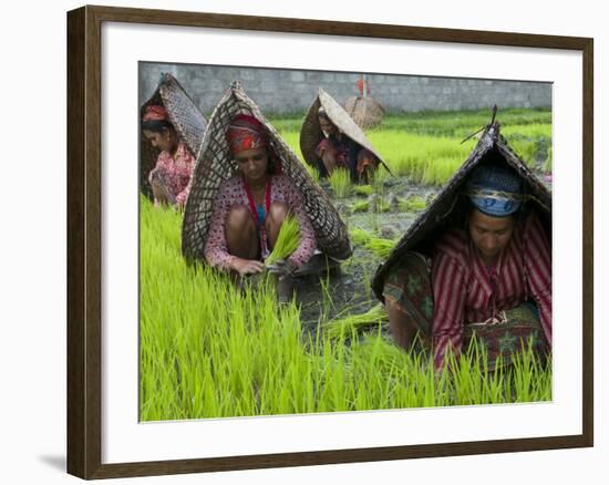 Female Farmers at Work in Rice Nursery, with Rain Protection, Annapurna Area, Pokhara, Nepal, Asia-Eitan Simanor-Framed Photographic Print