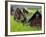 Female Farmers at Work in Rice Nursery, with Rain Protection, Annapurna Area, Pokhara, Nepal, Asia-Eitan Simanor-Framed Photographic Print