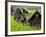 Female Farmers at Work in Rice Nursery, with Rain Protection, Annapurna Area, Pokhara, Nepal, Asia-Eitan Simanor-Framed Photographic Print