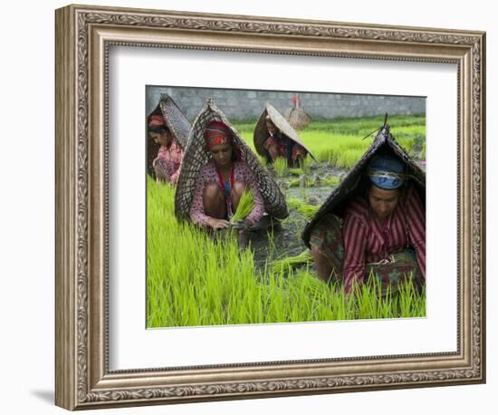 Female Farmers at Work in Rice Nursery, with Rain Protection, Annapurna Area, Pokhara, Nepal, Asia-Eitan Simanor-Framed Photographic Print