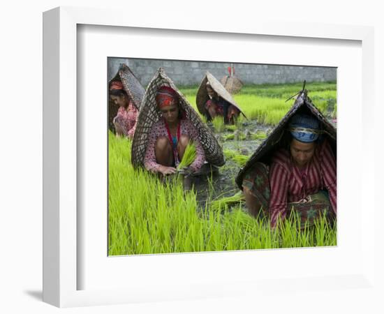 Female Farmers at Work in Rice Nursery, with Rain Protection, Annapurna Area, Pokhara, Nepal, Asia-Eitan Simanor-Framed Photographic Print