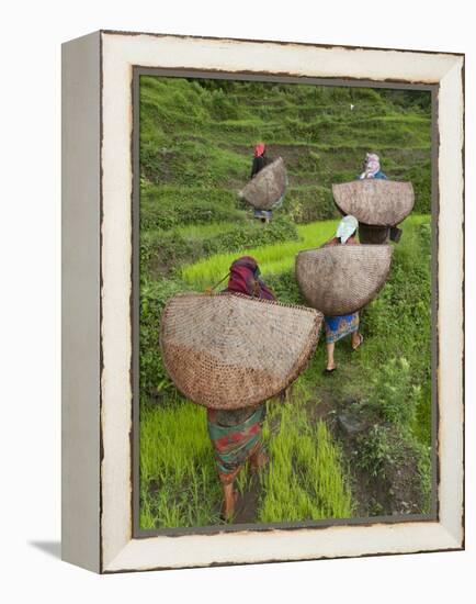 Female Farmers in Field with Traditional Rain Protection, Lwang Village, Annapurna Area,-Eitan Simanor-Framed Premier Image Canvas