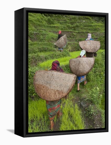 Female Farmers in Field with Traditional Rain Protection, Lwang Village, Annapurna Area,-Eitan Simanor-Framed Premier Image Canvas