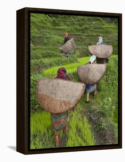 Female Farmers in Field with Traditional Rain Protection, Lwang Village, Annapurna Area,-Eitan Simanor-Framed Premier Image Canvas