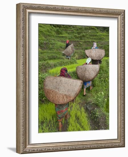 Female Farmers in Field with Traditional Rain Protection, Lwang Village, Annapurna Area,-Eitan Simanor-Framed Photographic Print