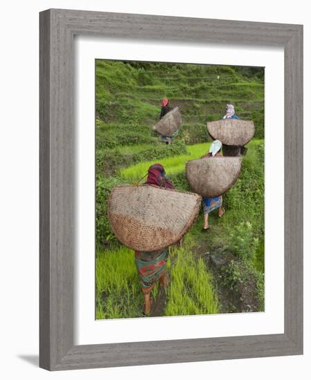 Female Farmers in Field with Traditional Rain Protection, Lwang Village, Annapurna Area,-Eitan Simanor-Framed Photographic Print