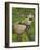 Female Farmers in Field with Traditional Rain Protection, Lwang Village, Annapurna Area,-Eitan Simanor-Framed Photographic Print