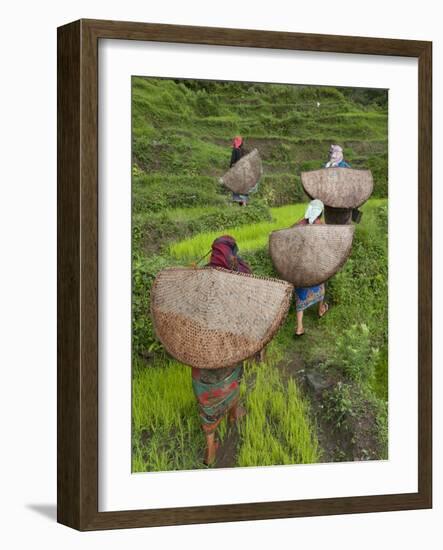 Female Farmers in Field with Traditional Rain Protection, Lwang Village, Annapurna Area,-Eitan Simanor-Framed Photographic Print