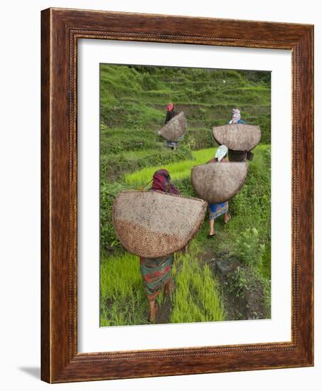 Female Farmers in Field with Traditional Rain Protection, Lwang Village, Annapurna Area,-Eitan Simanor-Framed Photographic Print