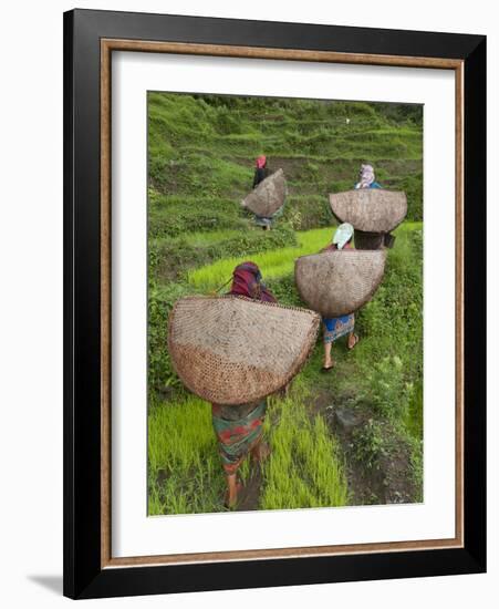 Female Farmers in Field with Traditional Rain Protection, Lwang Village, Annapurna Area,-Eitan Simanor-Framed Photographic Print