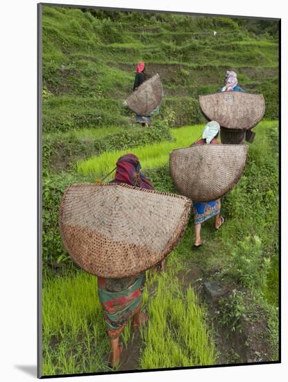 Female Farmers in Field with Traditional Rain Protection, Lwang Village, Annapurna Area,-Eitan Simanor-Mounted Photographic Print