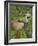 Female Farmers in Field with Traditional Rain Protection, Lwang Village, Annapurna Area,-Eitan Simanor-Framed Photographic Print