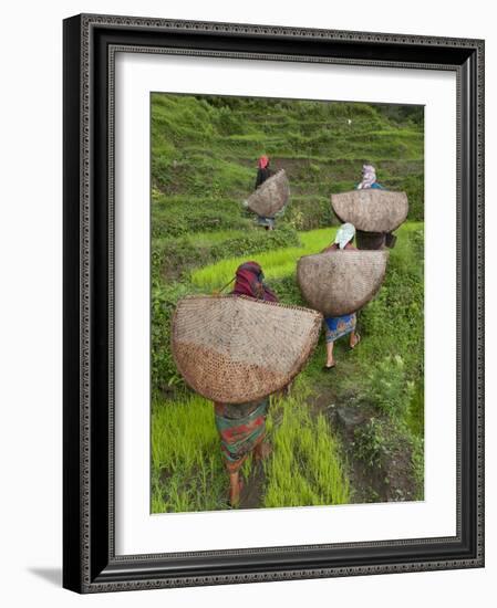 Female Farmers in Field with Traditional Rain Protection, Lwang Village, Annapurna Area,-Eitan Simanor-Framed Photographic Print