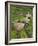 Female Farmers in Field with Traditional Rain Protection, Lwang Village, Annapurna Area,-Eitan Simanor-Framed Photographic Print