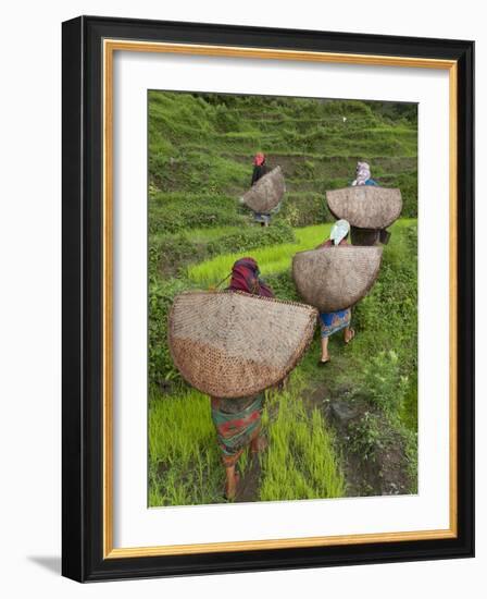 Female Farmers in Field with Traditional Rain Protection, Lwang Village, Annapurna Area,-Eitan Simanor-Framed Photographic Print