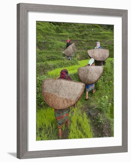 Female Farmers in Field with Traditional Rain Protection, Lwang Village, Annapurna Area,-Eitan Simanor-Framed Photographic Print