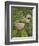 Female Farmers in Field with Traditional Rain Protection, Lwang Village, Annapurna Area,-Eitan Simanor-Framed Photographic Print