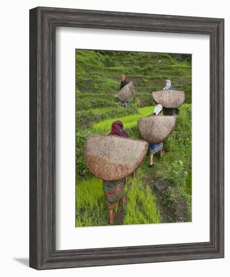 Female Farmers in Field with Traditional Rain Protection, Lwang Village, Annapurna Area,-Eitan Simanor-Framed Photographic Print