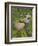 Female Farmers in Field with Traditional Rain Protection, Lwang Village, Annapurna Area,-Eitan Simanor-Framed Photographic Print