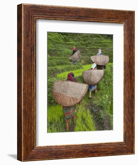 Female Farmers in Field with Traditional Rain Protection, Lwang Village, Annapurna Area,-Eitan Simanor-Framed Photographic Print