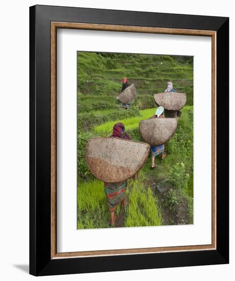 Female Farmers in Field with Traditional Rain Protection, Lwang Village, Annapurna Area,-Eitan Simanor-Framed Photographic Print