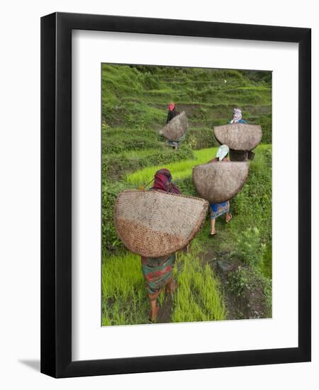 Female Farmers in Field with Traditional Rain Protection, Lwang Village, Annapurna Area,-Eitan Simanor-Framed Photographic Print