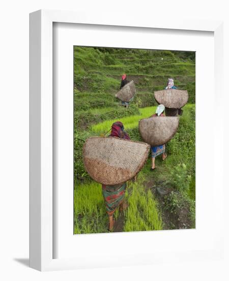 Female Farmers in Field with Traditional Rain Protection, Lwang Village, Annapurna Area,-Eitan Simanor-Framed Photographic Print