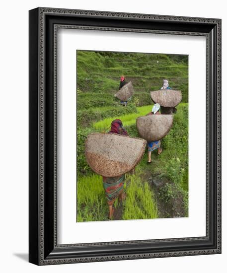 Female Farmers in Field with Traditional Rain Protection, Lwang Village, Annapurna Area,-Eitan Simanor-Framed Photographic Print