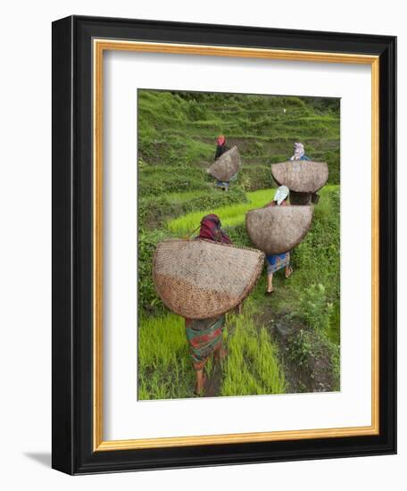 Female Farmers in Field with Traditional Rain Protection, Lwang Village, Annapurna Area,-Eitan Simanor-Framed Photographic Print